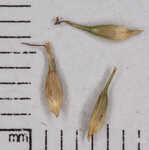 Brome-like sedge